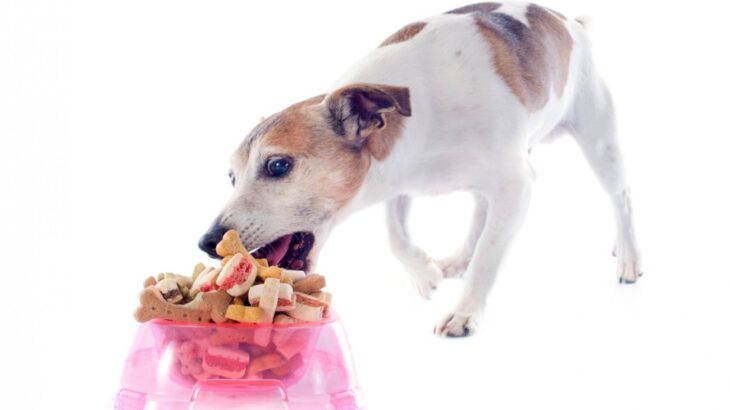 老犬の食欲が異常にある…何かの病気？４つの原因と飼い主がすべき対処法(ブログ)