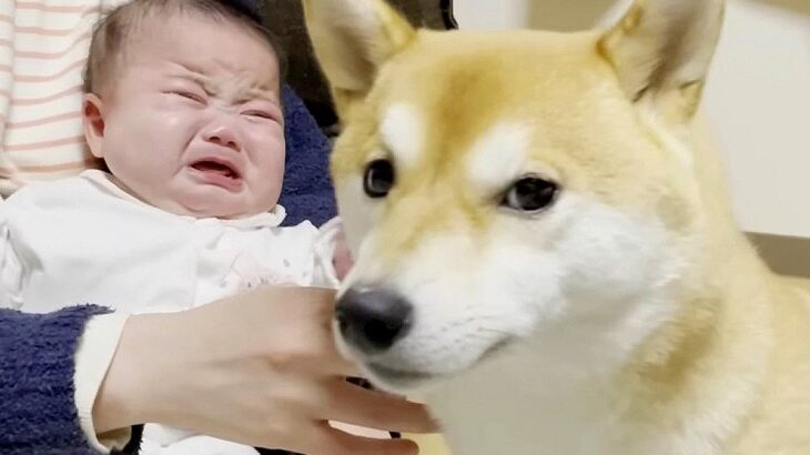 愛犬に『赤ちゃんをあやしてもらった』結果…まさかの泣き止ませる展開に35万人が驚き「愛にコトバは要らない」「依頼殺到来そう」(ブログ)