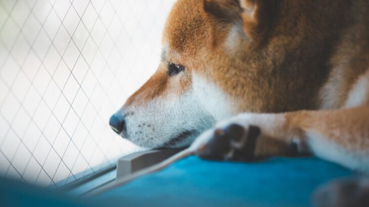 犬が『不幸』を感じているサイン5選　飼い主がすべきケアと幸福感を高めるコツとは？(ブログ)