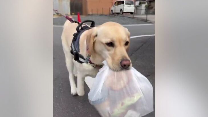 大型犬に『配達』を依頼した結果…まさかの展開に1万1000いいねの大反響「使命感に燃えてて可愛い」「俺より賢い」驚きの声も(ブログ)