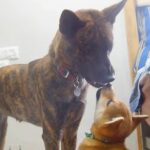 『子犬を守る先輩犬』の心が優しすぎると話題に「思わず涙が…」「賢すぎる」愛情を注ぐ姿に感動の声止まず…84万再生を突破(ブログ)
