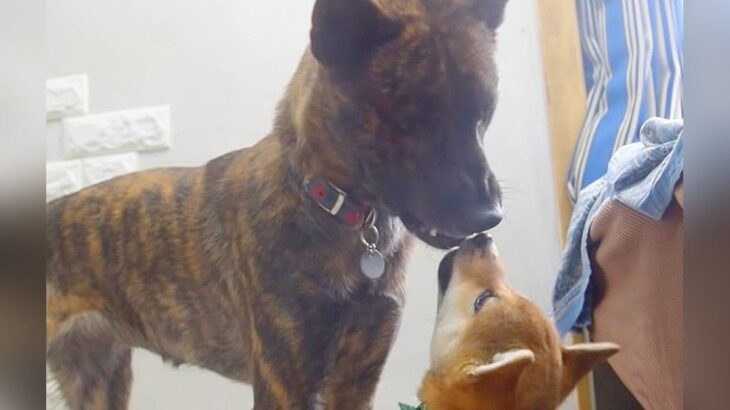 『子犬を守る先輩犬』の心が優しすぎると話題に「思わず涙が…」「賢すぎる」愛情を注ぐ姿に感動の声止まず…84万再生を突破(ブログ)