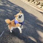散歩中の犬を撮影してみたら…『何者かに引っ張られる光景』に2万5000人爆笑「どうしてそうなった」「イタッて聞こえる」話題に(ブログ)