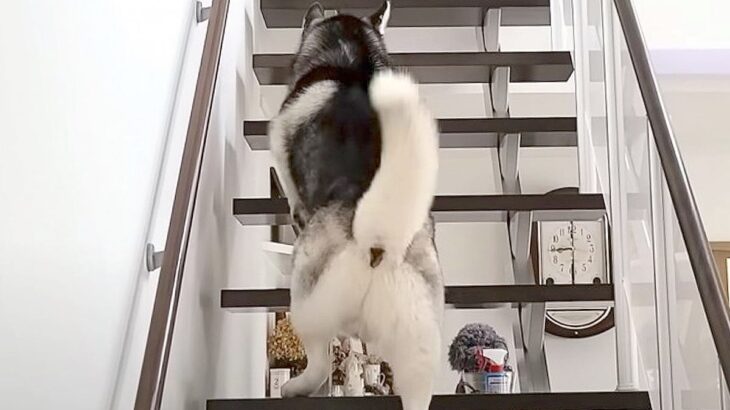 犬たちが『初めて子猫を見たとき』の反応…どうしても気になってしまう光景がたまらなく可愛いと175万再生「尊すぎる」と絶賛の声(ブログ)
