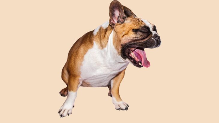犬が吐いた後、元気にしているけど大丈夫？様子見と病院へ行くべき場合の見極め方とは？(ブログ)