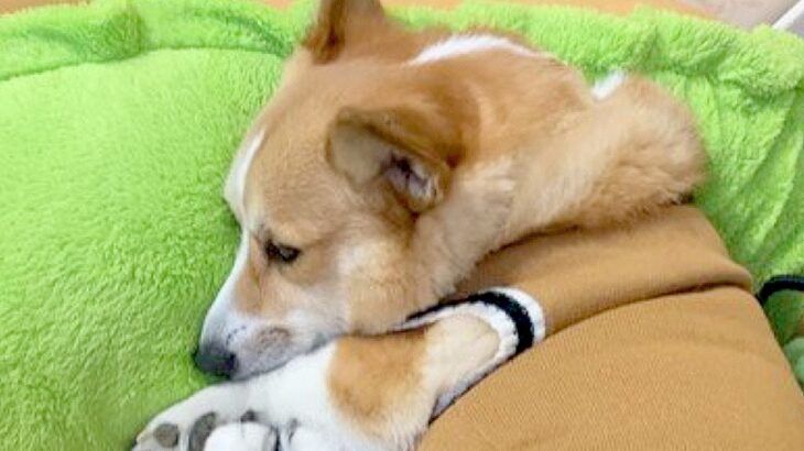 愛犬の代わりにパパを起こそうとしたら…『それはあたちの仕事だから！』と怒る姿に「子供みたいで可愛すぎ」「責任感強し」と54万再生(ブログ)