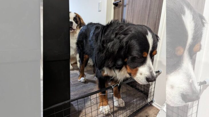 「自分の足の長さよりも低い柵を超えない大型犬」賢い姿に「えらい」1.8万いいねを集める(ブログ)