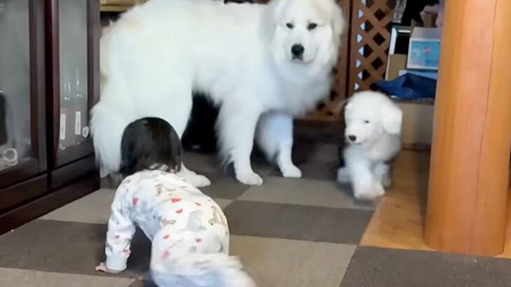 『赤ちゃんを守る超大型犬』が優しすぎた…暴れる子犬を遠ざける光景が224万再生の大反響「素晴らしいお姉ちゃん」「賢い」と称賛の声(ブログ)