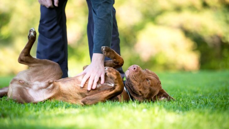 あなたは気づいてる？犬が『遊ぼうよ』と誘っている5つのサイン(ブログ)