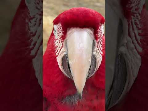 ベニコンゴウインコをじっくりみてみて！(YouTube)
