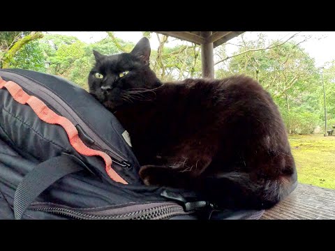 太った黒猫がリュックを枕にしてお昼寝を始めた(YouTube)
