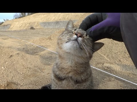 作業が気になって何かを言いながら見に来る猫(YouTube)