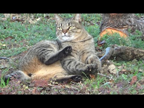 孤独だったツンデレ猫がこんなに変わるとは・・！(YouTube)