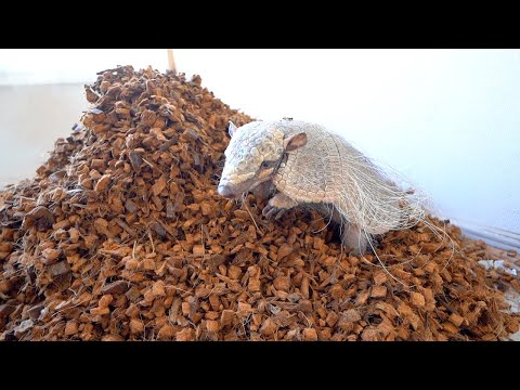 新しい床材の山にテンションぶち上がるアルマジロ(YouTube)