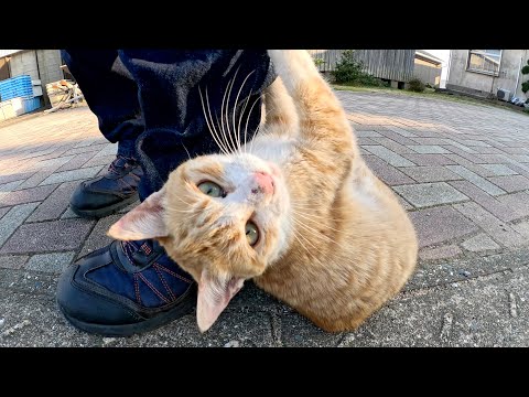 人懐っこい猫が足にしがみついて「帰らないで！」と訴えてきた(YouTube)