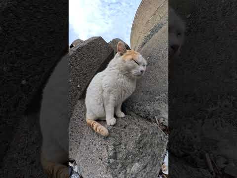 猫が暮らすテトラポットのマンション #cat #野良猫 #ネコ(YouTube)