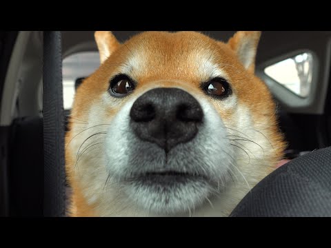 柴犬ハチ‥病院を前に犬語で限界を伝えてしまう。(YouTube)