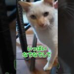 お店で綺麗な白猫が甘えてきた☺️(YouTube)