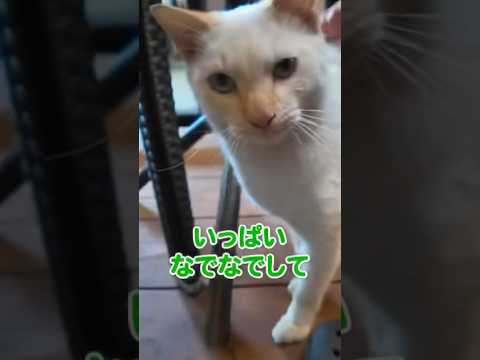 お店で綺麗な白猫が甘えてきた☺️(YouTube)
