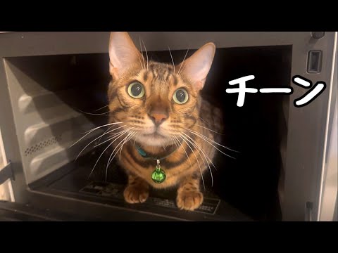 猫が電子レンジに入るのを気に入ってしまってヒヤヒヤします(YouTube)