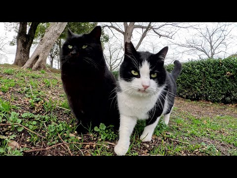 仲良しの黒猫とハチワレ猫コンビがダブルでモフられにやって来た(YouTube)