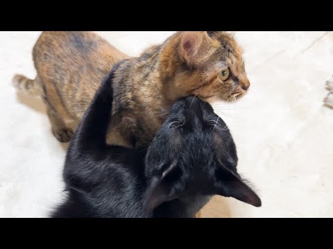 子ども猫が好きすぎるあまりテンションが上がった黒猫がこのあと…(YouTube)