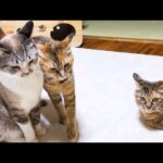 アタチに甘えられても…妹猫がすり寄ってきた時に微妙な顔をする姫猫が可愛すぎました(YouTube)