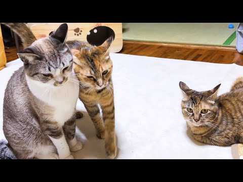 アタチに甘えられても…妹猫がすり寄ってきた時に微妙な顔をする姫猫が可愛すぎました(YouTube)