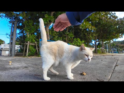 浜辺に座っていると白猫ちゃんがやってきた(YouTube)