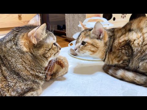 疲れを癒してくれるエンジェルボイスの麦わら猫は温かい場所を見つける事が大得意(YouTube)