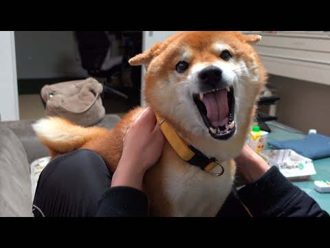 柴犬ハチ‥実家でこうなる。(YouTube)