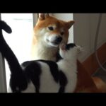 柴犬と猫、散歩へ行こうとすると起きる親子愛。(YouTube)