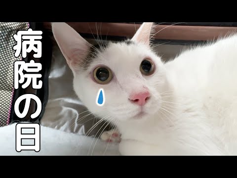 まだ肌が荒れているので病院へ…！(YouTube)