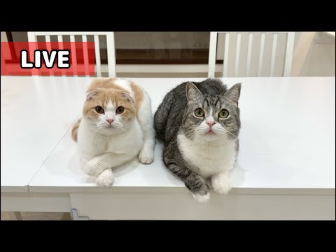 もちまる日記 がライブ配信中！(YouTube)