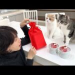 超有名YouTuberからバレンタインをもらったら猫たちが大喜びでかわいすぎました笑(YouTube)