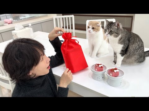 超有名YouTuberからバレンタインをもらったら猫たちが大喜びでかわいすぎました笑(YouTube)