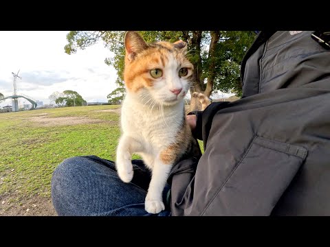 三毛猫姉妹が人間のひざにのる順番をめぐって睨み合う(YouTube)