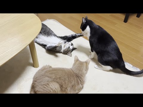世紀の対決、猪木アリ状態を再現する猫(YouTube)