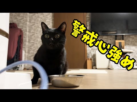 保護猫の警戒心が強いが少しづつ距離が近づきました(YouTube)