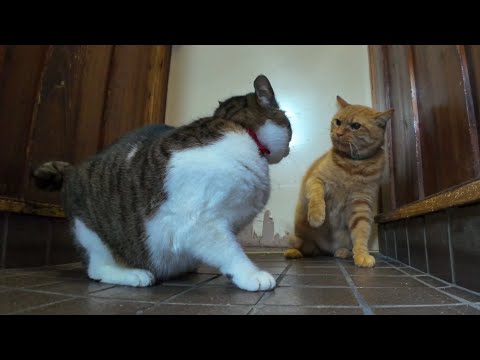 猫の日なんで猫がいる食堂に撮影に行ったら何故かいつもは仲良しの猫達がケンカを始めた(YouTube)