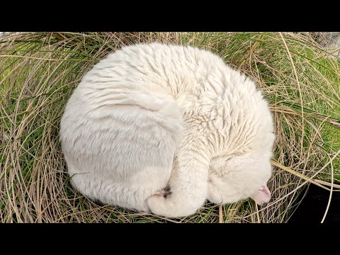 アンモニャイトになってお昼寝していた白猫を撮影していると・・・(YouTube)