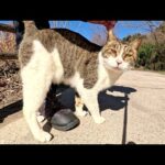 寄り目でダミ声のキジシロ猫が上機嫌でモフられにやって来た(YouTube)