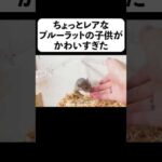 ちょっとレアなブルーラットの子供がかわいすぎた(YouTube)