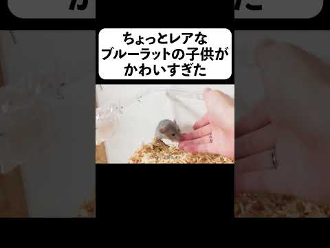 ちょっとレアなブルーラットの子供がかわいすぎた(YouTube)