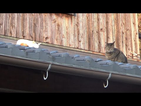 喧嘩しないように念のため見張っている猫(YouTube)
