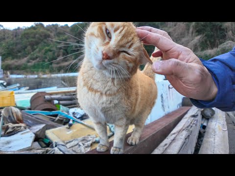 漁港の舟の墓場に茶トラ猫がいたので近づいて撫でる(YouTube)