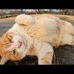 茶シロ猫が公園の休憩所で目が回るくらい転げ回って甘えてきた(YouTube)