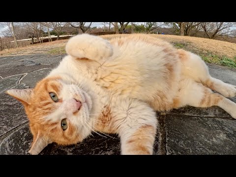 茶シロ猫が公園の休憩所で目が回るくらい転げ回って甘えてきた(YouTube)