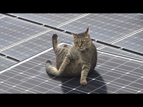 後輩猫に注目されてまんざらでもない猫が何かおかしい(YouTube)
