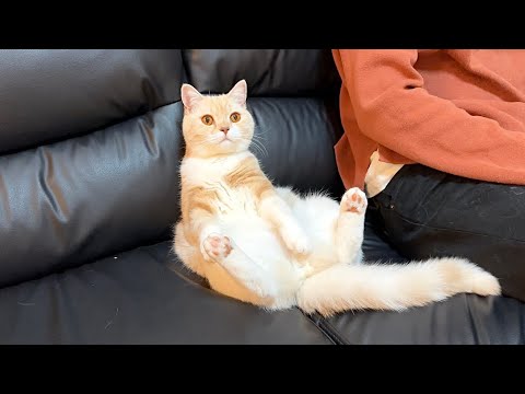 半年ぶりにもち様の弟に会いに行ったら激太りしてこんな姿になってました…w(YouTube)